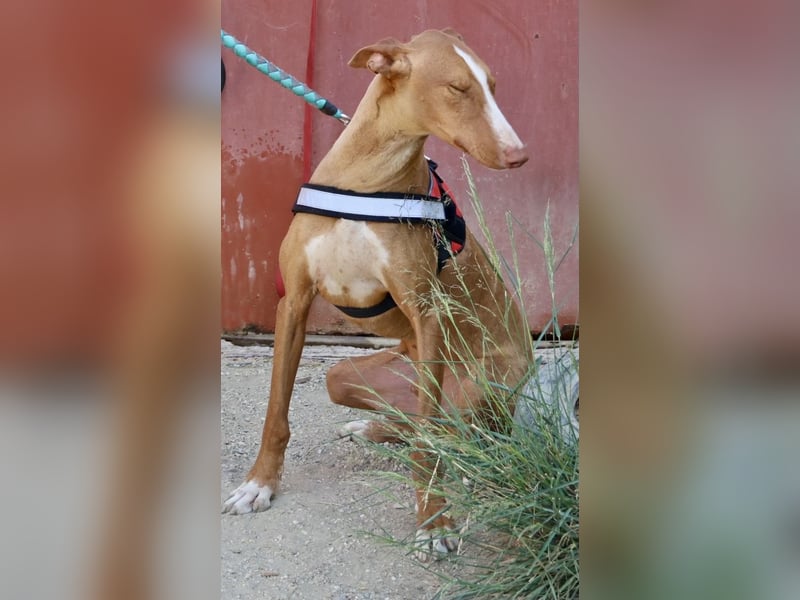 Sultan - zutraulich, lernwillig und aufmerksam