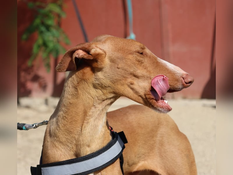 Sultan - zutraulich, lernwillig und aufmerksam