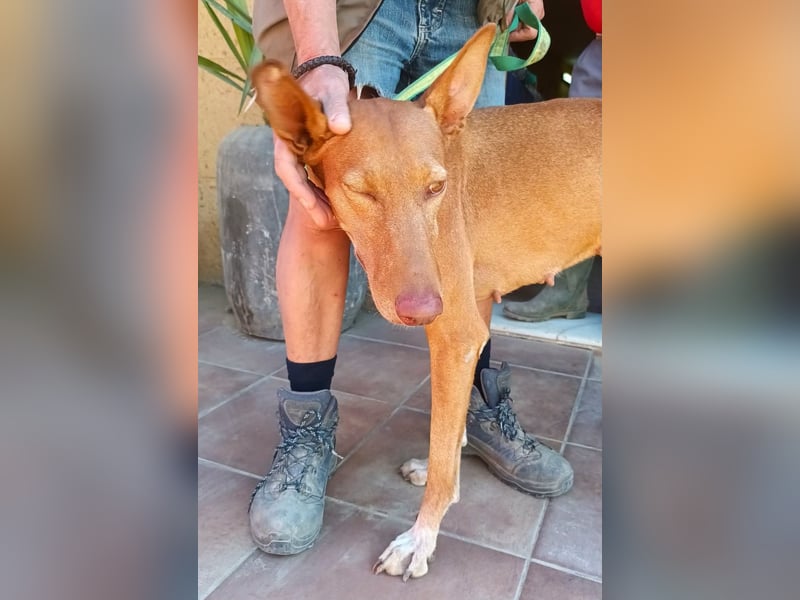 Duna - Podenco Andaluz Hündin - offen, freundlich, neugierig