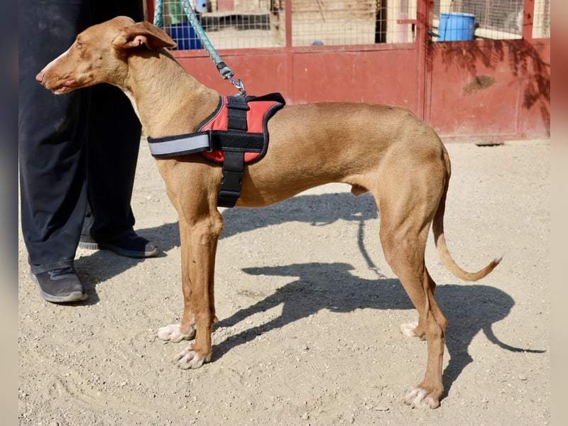 Sultan - zutraulich, lernwillig und aufmerksam