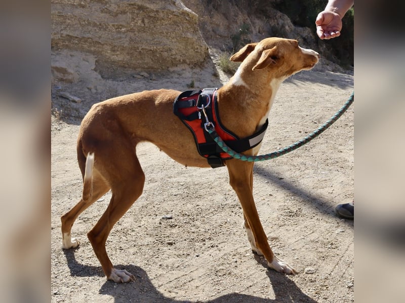 Amapola - zutraulich, freundlich und offen