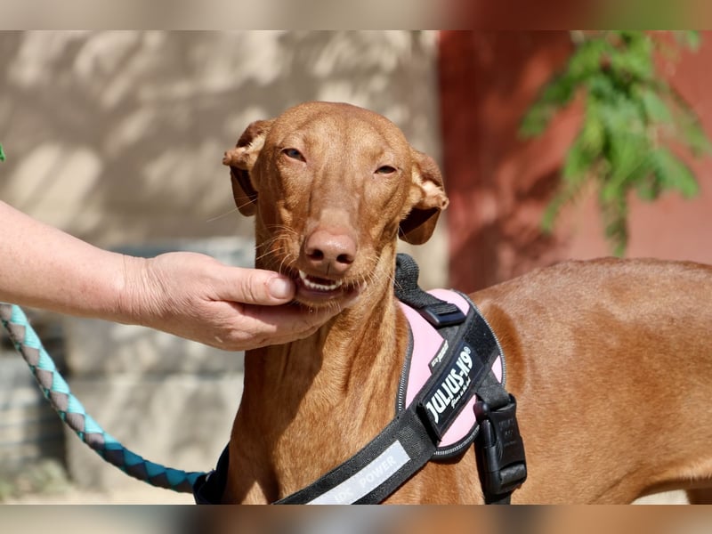 Skay - Offen, lernwillig und zutraulich