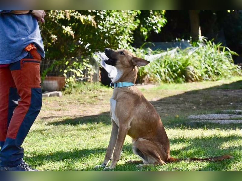 Harvey - clever und sportlich / Bereits in DE