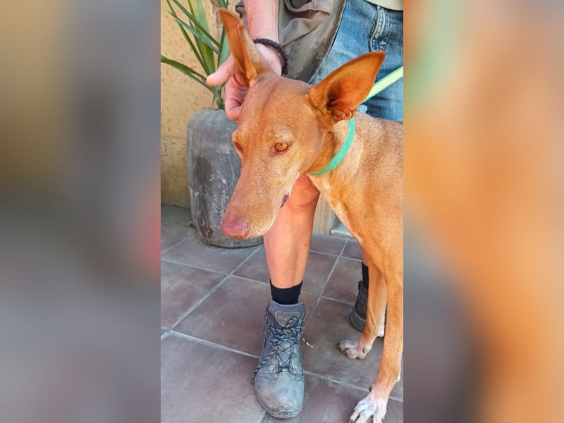 Duna - Podenco Andaluz Hündin - offen, freundlich, neugierig