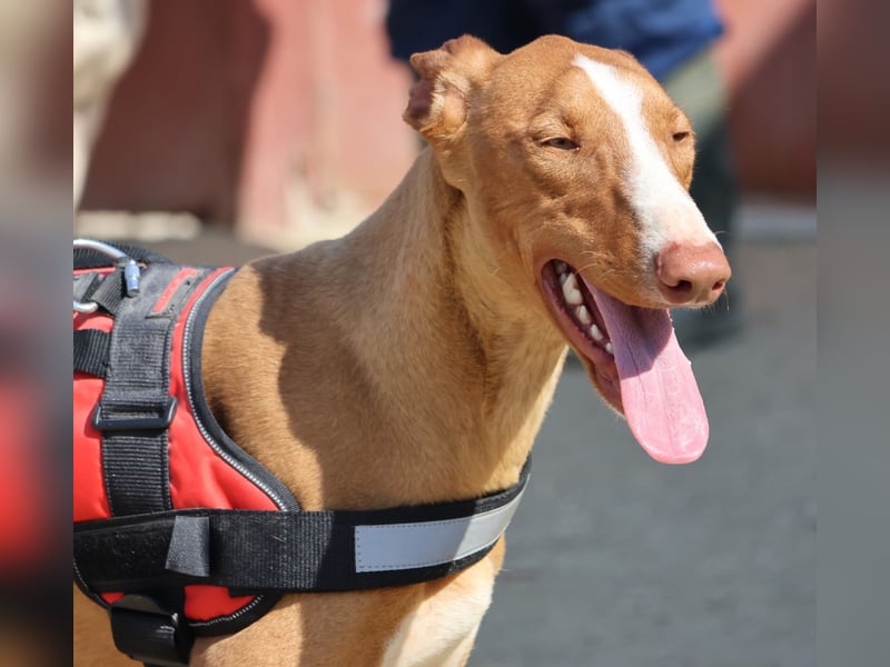 Sultan - zutraulich, lernwillig und aufmerksam