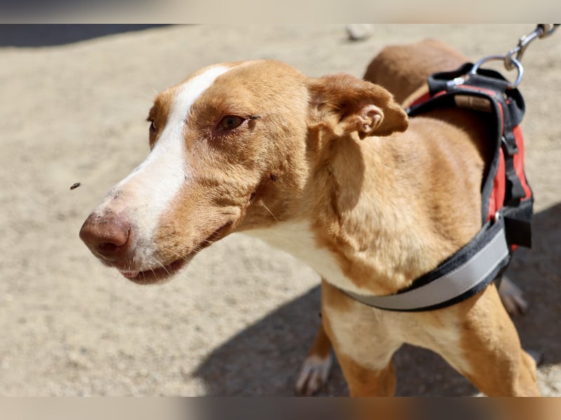 Amapola - zutraulich, freundlich und offen