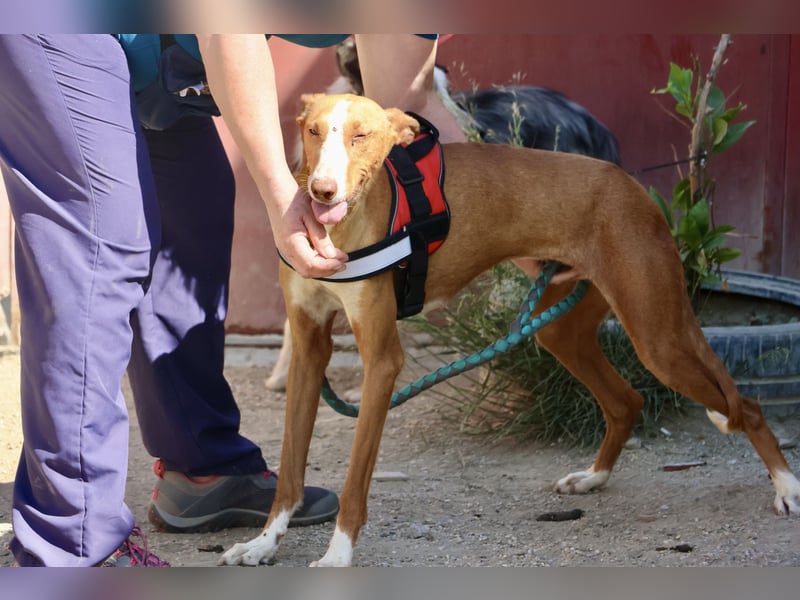 Amapola - zutraulich, lernwillig und aufmerksam