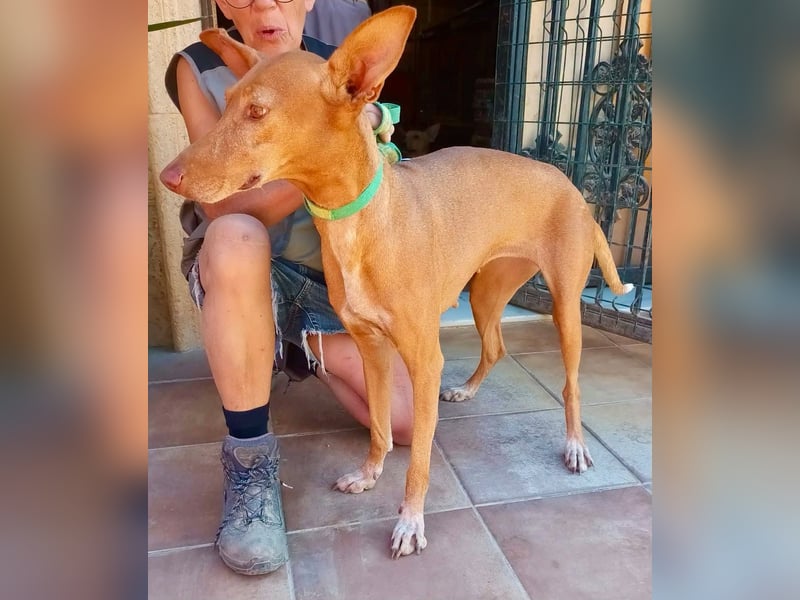 Duna - Podenco Andaluz Hündin - offen, freundlich, neugierig