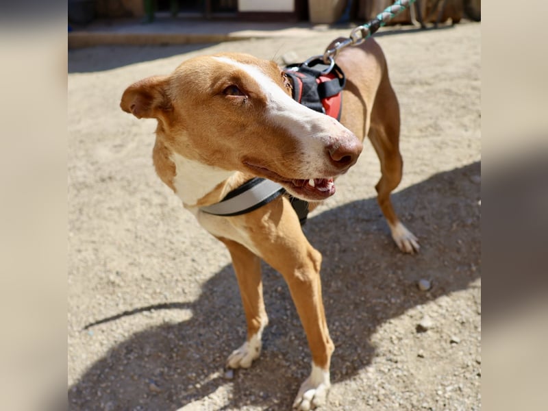 Amapola - zutraulich, lernwillig und aufmerksam