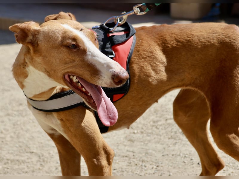Amapola - zutraulich, freundlich und offen