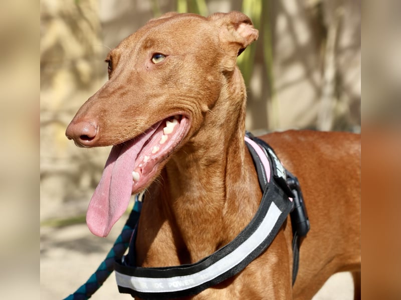 Skay - Offen, lernwillig und zutraulich