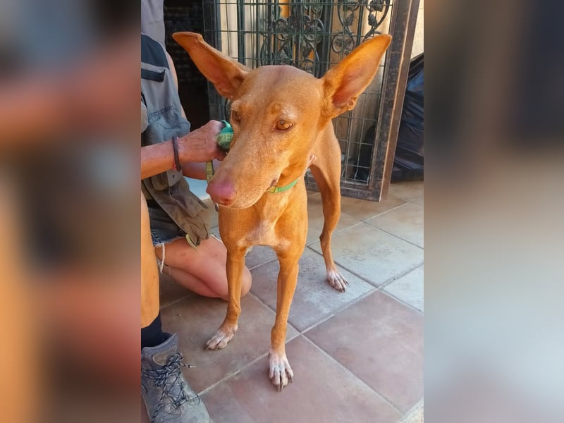 Duna - Podenco Andaluz Hündin - offen, freundlich, neugierig