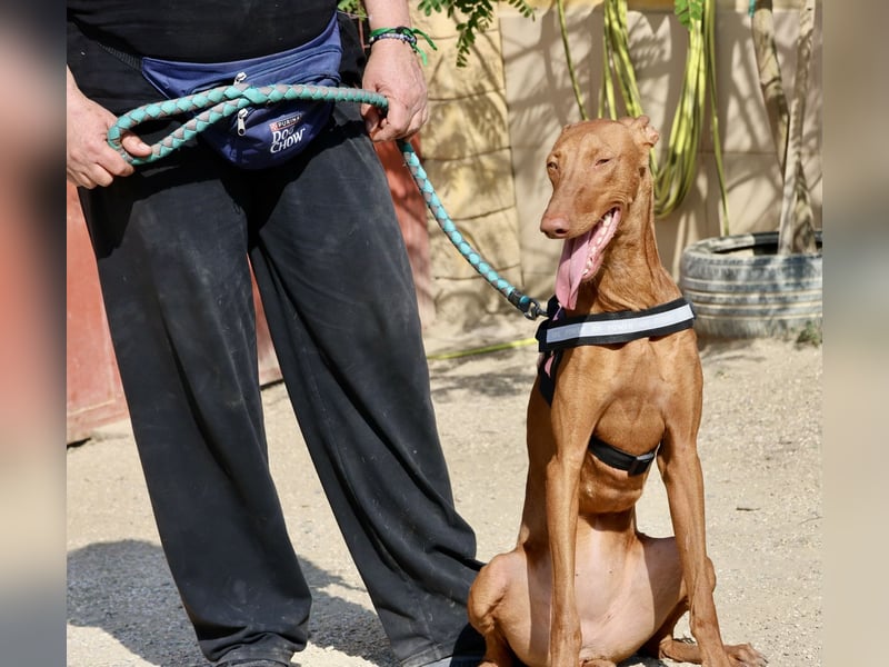 Skay - Offen, lernwillig und zutraulich