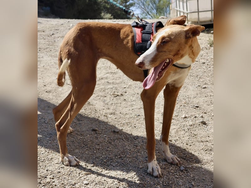 Amapola - zutraulich, freundlich und offen