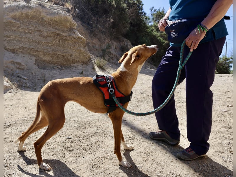 Amapola - zutraulich, lernwillig und aufmerksam