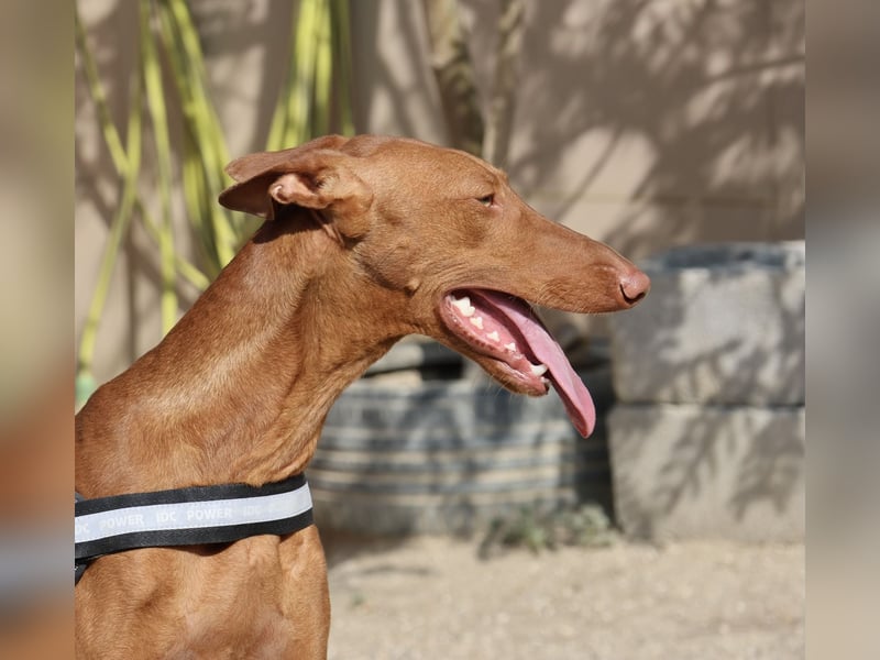 Skay - Offen, lernwillig und zutraulich