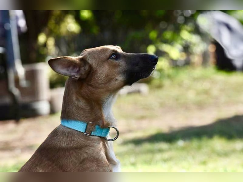 Harvey - clever und sportlich / Bereits in DE