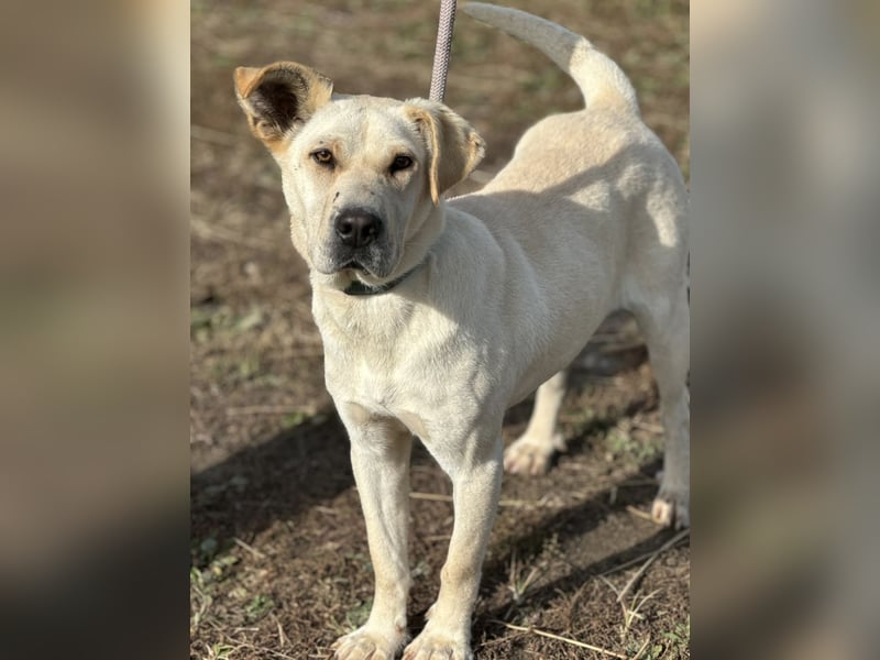 Capona eine wundervolle Hündin