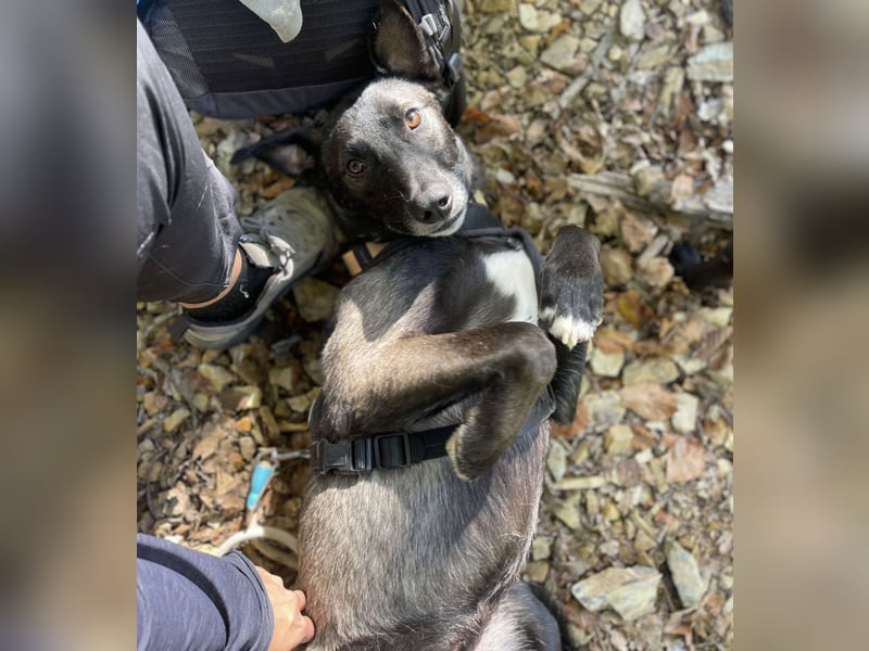 Spiro ein Gute Laune Bringer