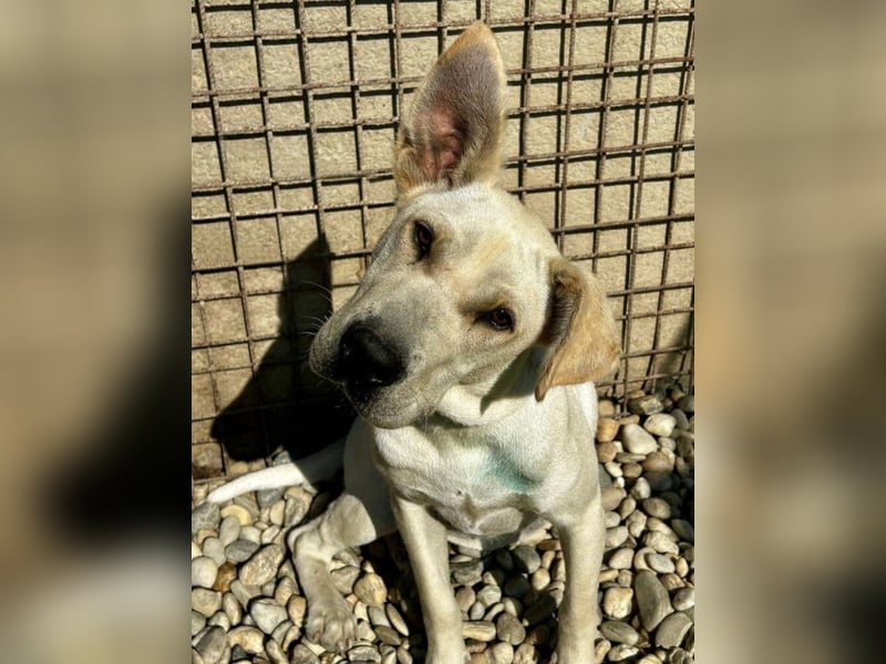 Capona eine wundervolle Hündin