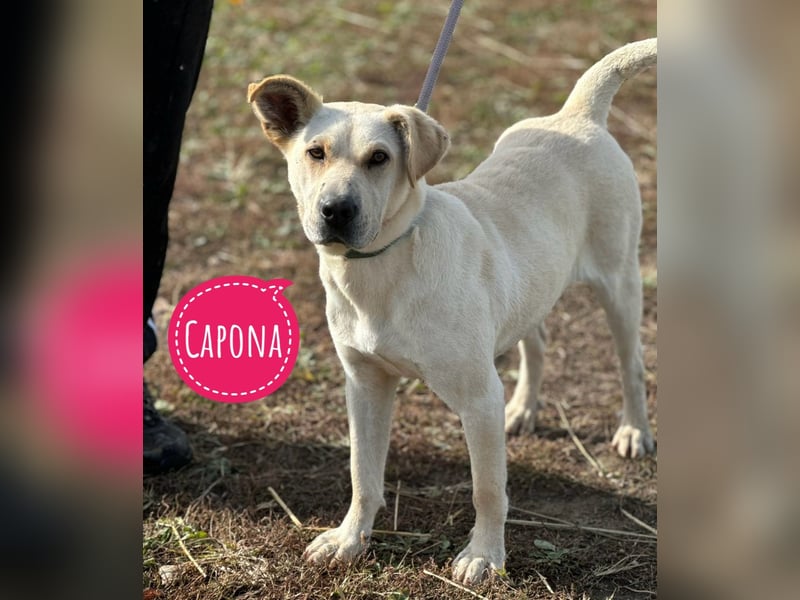 Capona eine wundervolle Hündin