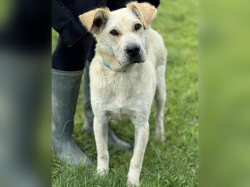 Capona eine wundervolle Hündin