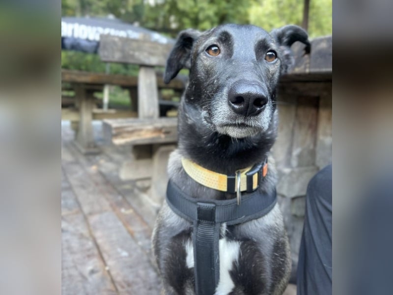 Spiro ein Gute Laune Bringer