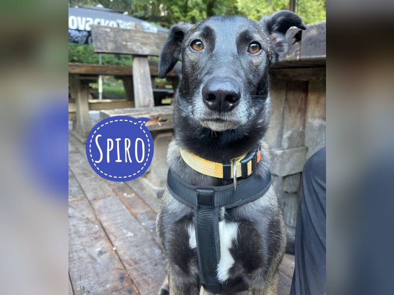 Spiro ein Gute Laune Bringer