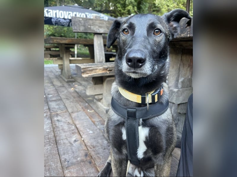 Spiro ein Gute Laune Bringer