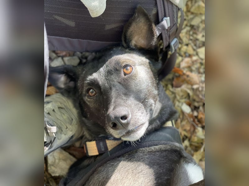 Spiro ein Gute Laune Bringer