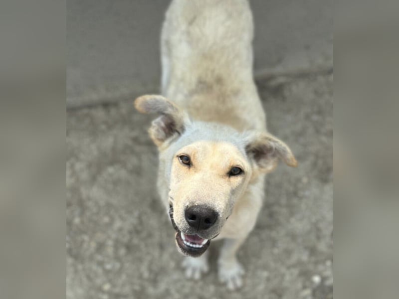 Capona eine wundervolle Hündin