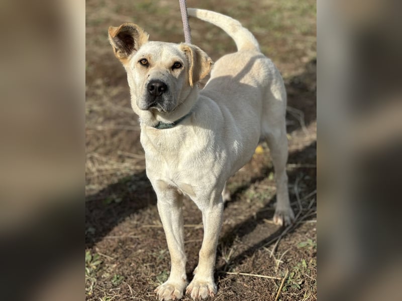 Capona eine wundervolle Hündin