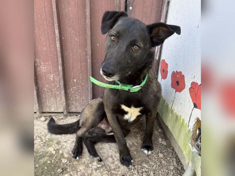 Spiro ein Gute Laune Bringer