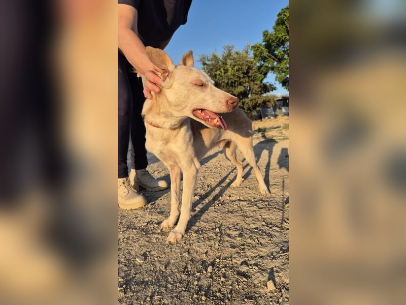 Notfall Dylan, sensibel, liebevoll und dankbar