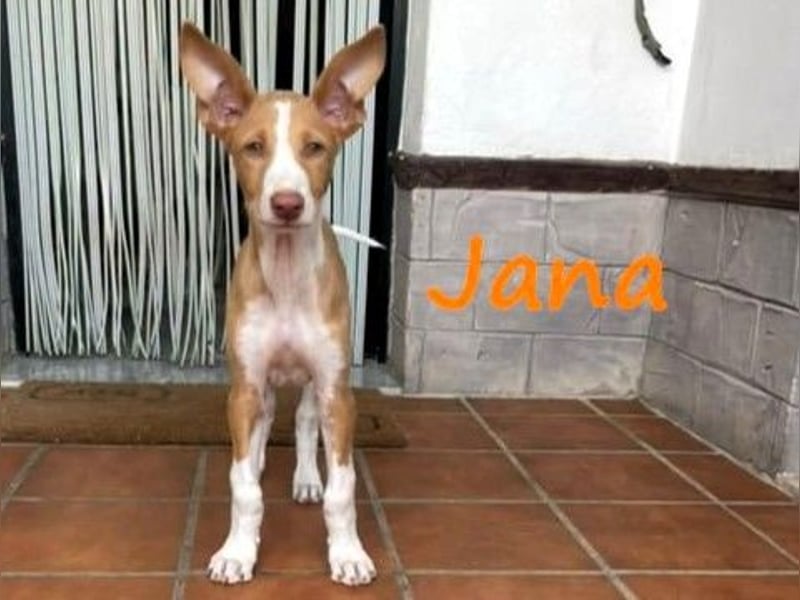 Jana2 geb. 03/2025 (in Deutschland) - bezaubernde Podenco Ibicenco Junghündin!