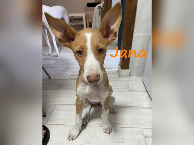 Jana2 geb. 03/2025 (in Deutschland) - bezaubernde Podenco Ibicenco Junghündin!