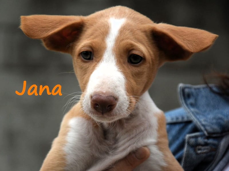 Jana2 geb. 03/2025 (in Deutschland) - bezaubernde Podenco Ibicenco Junghündin!