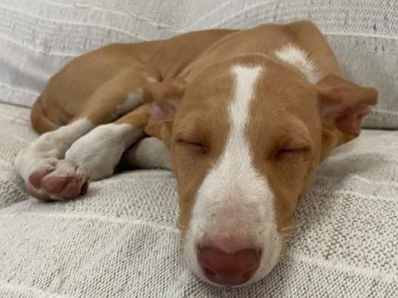 Jana2 geb. 03/2025 (in Deutschland) - bezaubernde Podenco Ibicenco Junghündin!