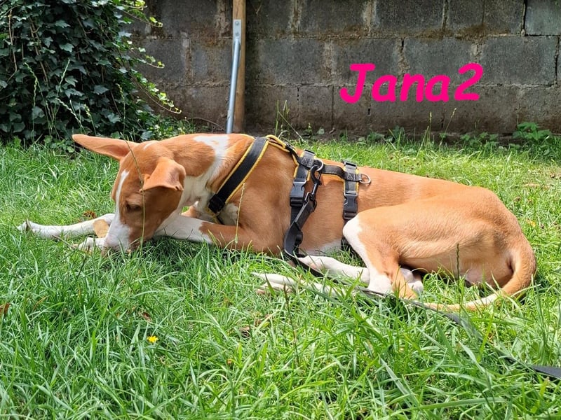 Jana2 geb. 03/2025 (in Deutschland) - bezaubernde Podenco Ibicenco Junghündin!