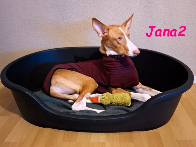 Jana2 geb. 03/2025 (in Deutschland) - bezaubernde Podenco Ibicenco Junghündin!