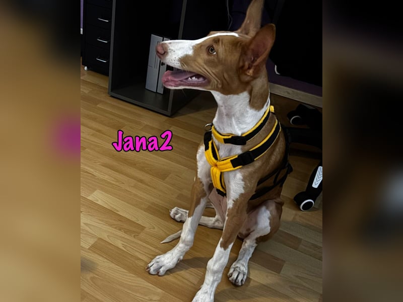 Jana2 geb. 03/2025 (in Deutschland) - bezaubernde Podenco Ibicenco Junghündin!