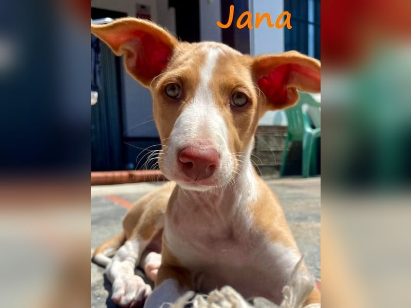 Jana2 geb. 03/2025 (in Deutschland) - bezaubernde Podenco Ibicenco Junghündin!