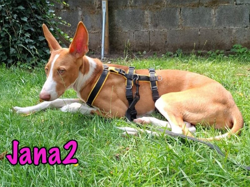 Jana2 geb. 03/2025 (in Deutschland) - bezaubernde Podenco Ibicenco Junghündin!