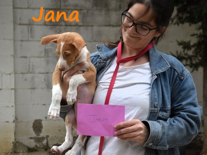 Jana2 geb. 03/2025 (in Deutschland) - bezaubernde Podenco Ibicenco Junghündin!