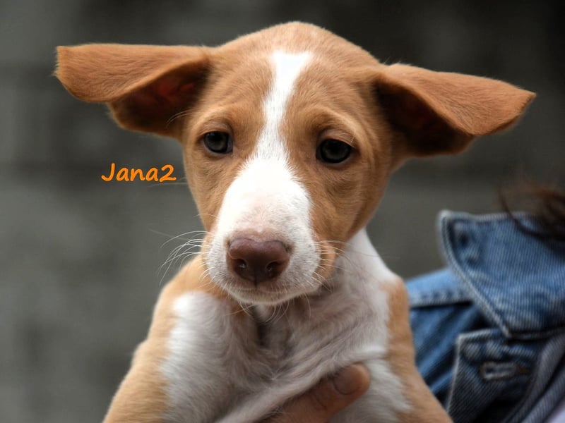 Jana2 geb. 03/2025 (in Deutschland) - bezaubernde Podenco Ibicenco Junghündin!