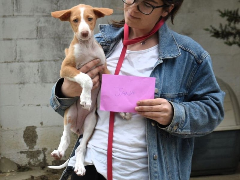 Jana2 geb. 03/2025 (in Deutschland) - bezaubernde Podenco Ibicenco Junghündin!