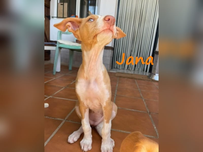 Jana2 geb. 03/2025 (in Deutschland) - bezaubernde Podenco Ibicenco Junghündin!