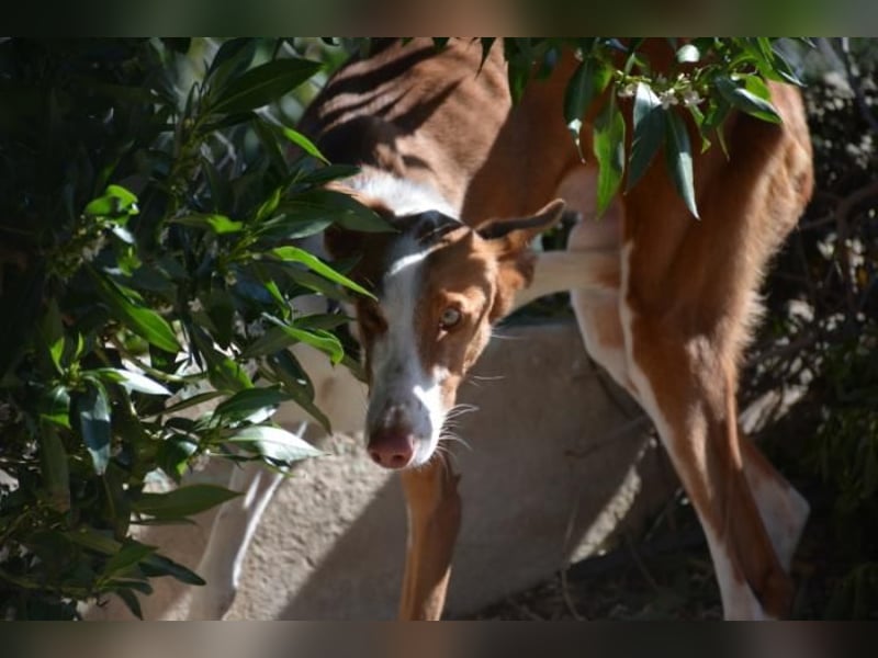 ❤️ PISTOLO❤️