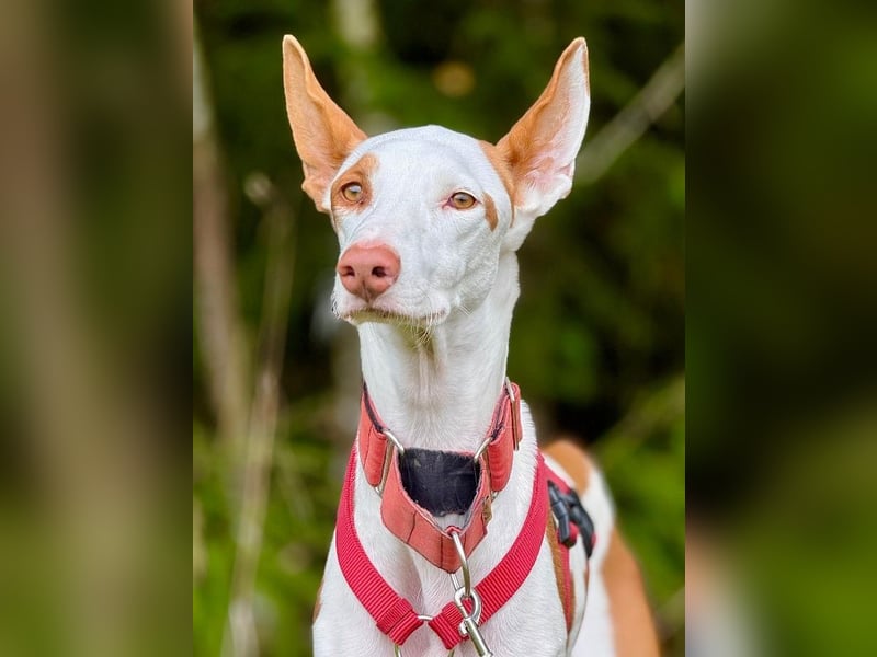 ❤️ CASPER ❤️ ❗Bereits auf Pflegestelle in Deutschland❗