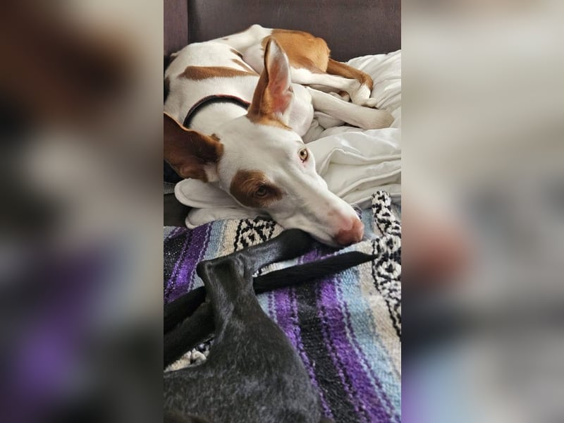 ❤️ CASPER ❤️ ❗Bereits auf Pflegestelle in Deutschland❗